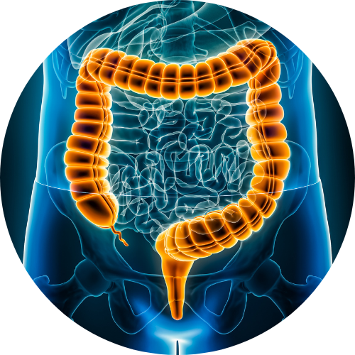 Graphic of a colon